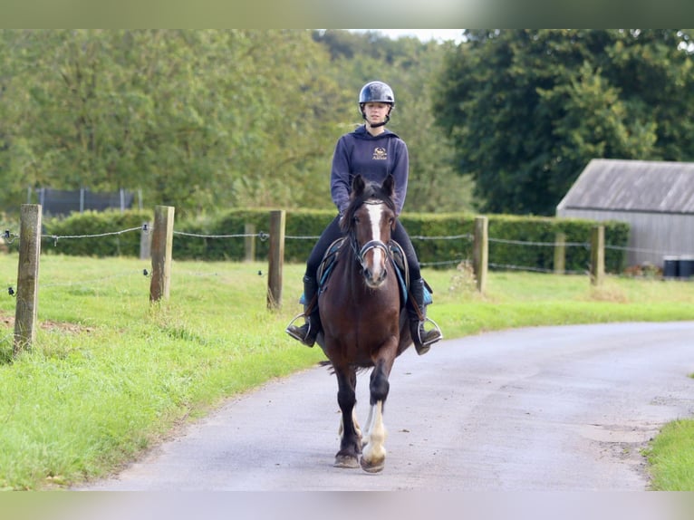 Gypsy Horse Mare 16 years 14,2 hh Brown in Bogaarden