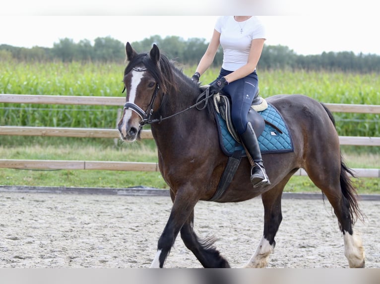 Gypsy Horse Mare 16 years 14,2 hh Brown in Bogaarden