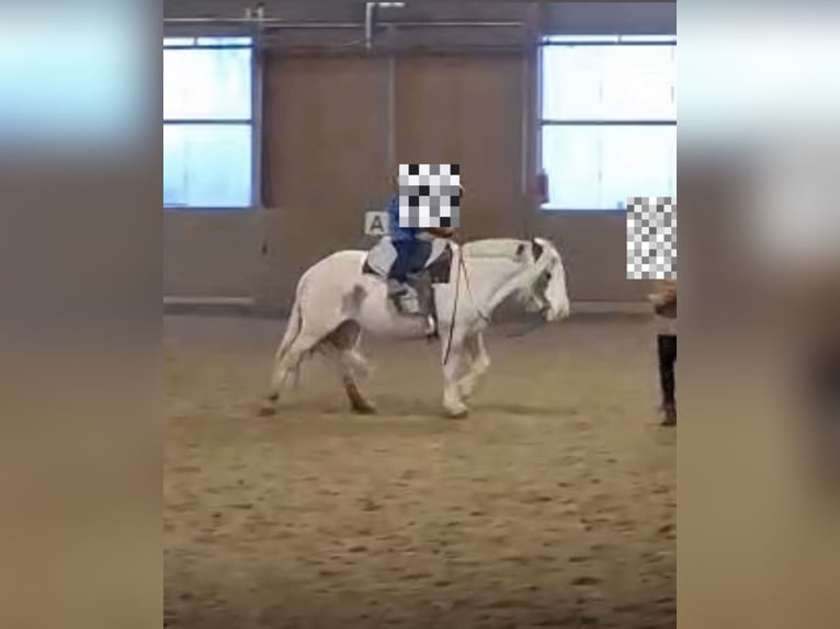 Gypsy Horse Mare 16 years 14.2 hh Pinto in Essen