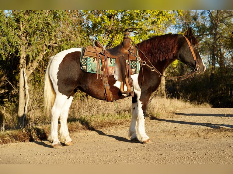 Gypsy Horse Mix Mare 16 years 14 hh in Brandon, SD