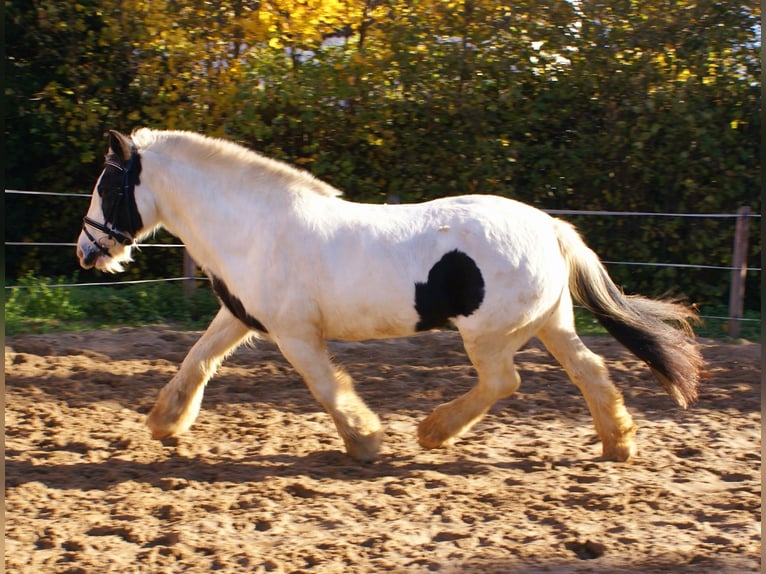 Gypsy Horse Mare 16 years 14,1 hh Pinto in Velpke