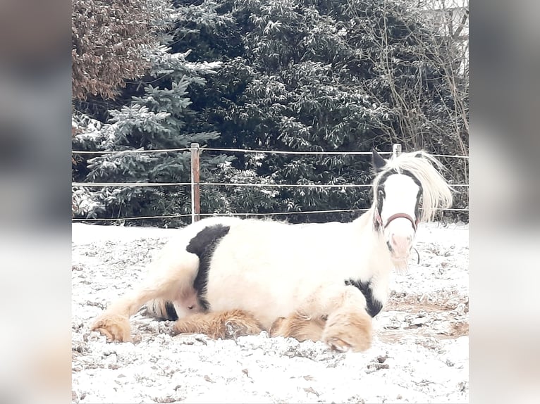 Gypsy Horse Mare 16 years 14,1 hh Pinto in Velpke
