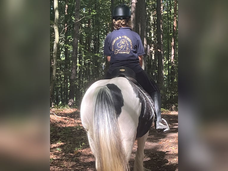 Gypsy Horse Mare 16 years 14,1 hh Pinto in Ursensollen
