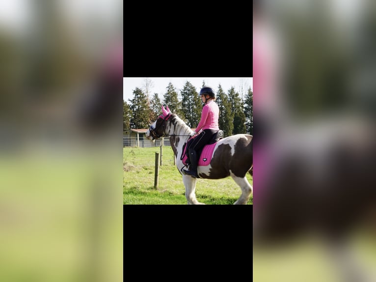 Gypsy Horse Mare 16 years 15 hh Pinto in Zwalm