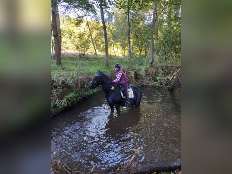 Gypsy Horse Mix Mare 16 years 15,1 hh Black in Hennef