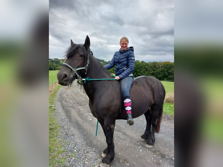 Gypsy Horse Mix Mare 16 years 15,1 hh Black in Hennef