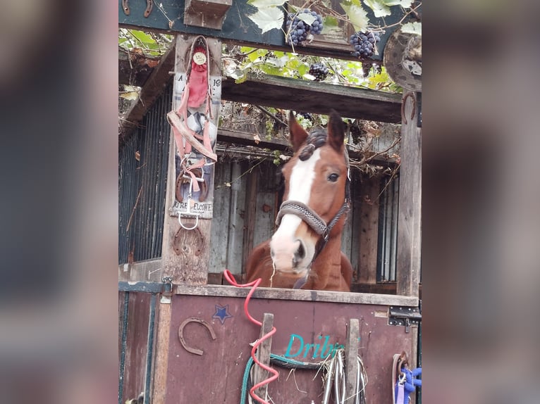 Gypsy Horse Mare 16 years 15,1 hh Brown in Heerhugowaard