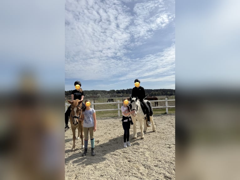 Gypsy Horse Mare 17 years 12,2 hh Pinto in Bad blumau