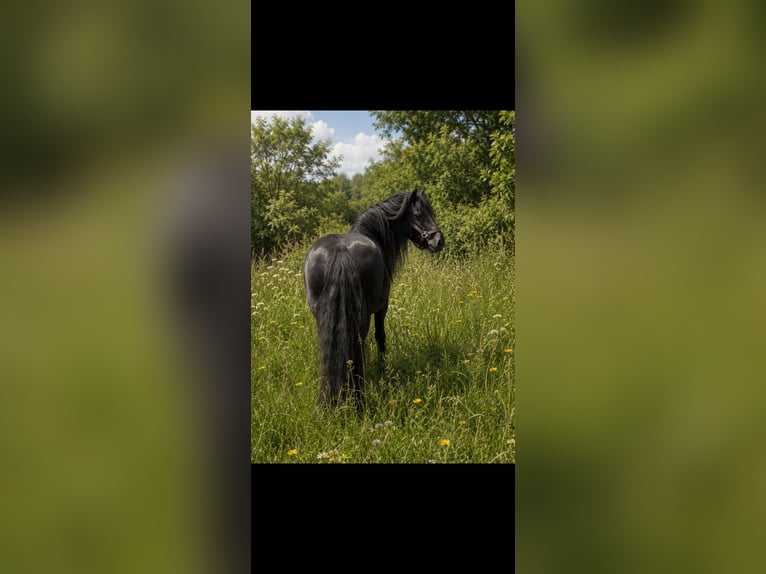 Gypsy Horse Mare 17 years 13.3 hh Black in Norderstedt