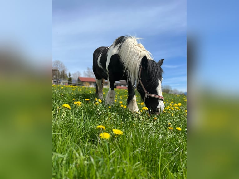 Gypsy Horse Mare 17 years 13,2 hh Pinto in Halblech