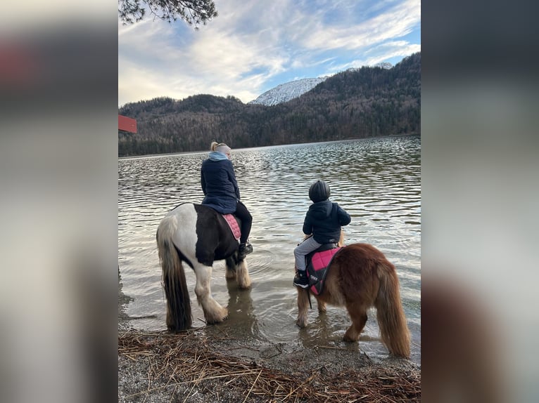 Gypsy Horse Mare 17 years 13,2 hh Pinto in Halblech