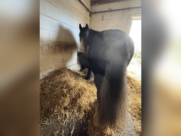 Gypsy Horse Mare 17 years 14,1 hh Black in Worms