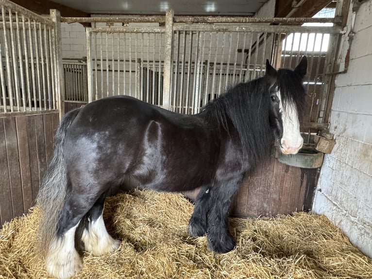 Gypsy Horse Mare 17 years 14,1 hh Black in Worms