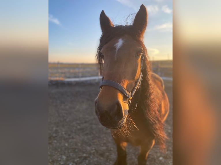 Gypsy Horse Mare 17 years 14,1 hh Brown in Marsberg