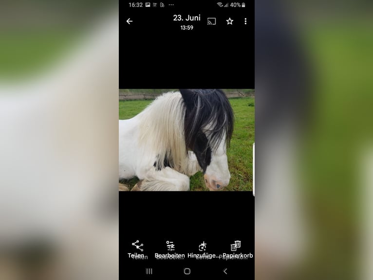 Gypsy Horse Mare 17 years 14,2 hh Pinto in Recklinghausen Gypsy Horse Mare 17 years 14,2 hh Pinto in Recklinghausen