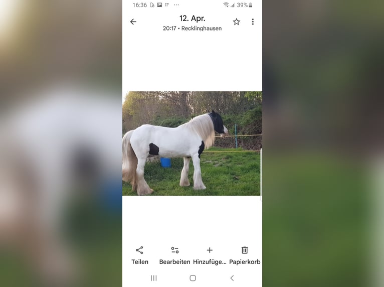 Gypsy Horse Mare 17 years 14,2 hh Pinto in Recklinghausen Gypsy Horse Mare 17 years 14,2 hh Pinto in Recklinghausen