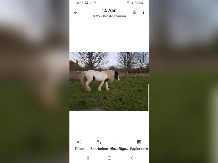 Gypsy Horse Mare 17 years 14,2 hh Pinto in Recklinghausen Gypsy Horse Mare 17 years 14,2 hh Pinto in Recklinghausen