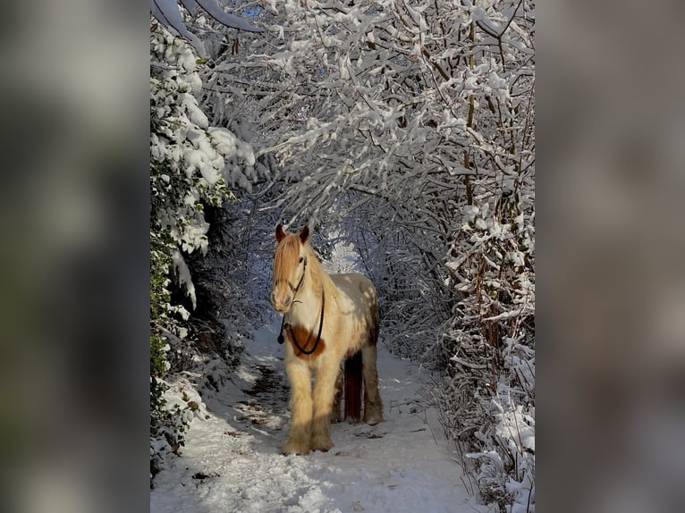 Gypsy Horse Mare 17 years 14,2 hh Pinto in Sankt Peter Gypsy Horse Mare 17 years 14,2 hh Pinto in Sankt Peter