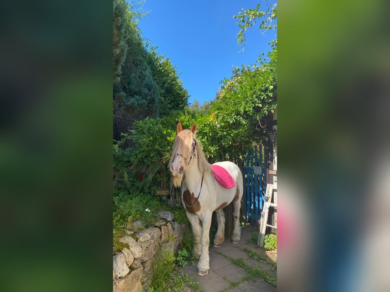 Gypsy Horse Mare 17 years 14,2 hh Pinto in Sankt Peter Gypsy Horse Mare 17 years 14,2 hh Pinto in Sankt Peter
