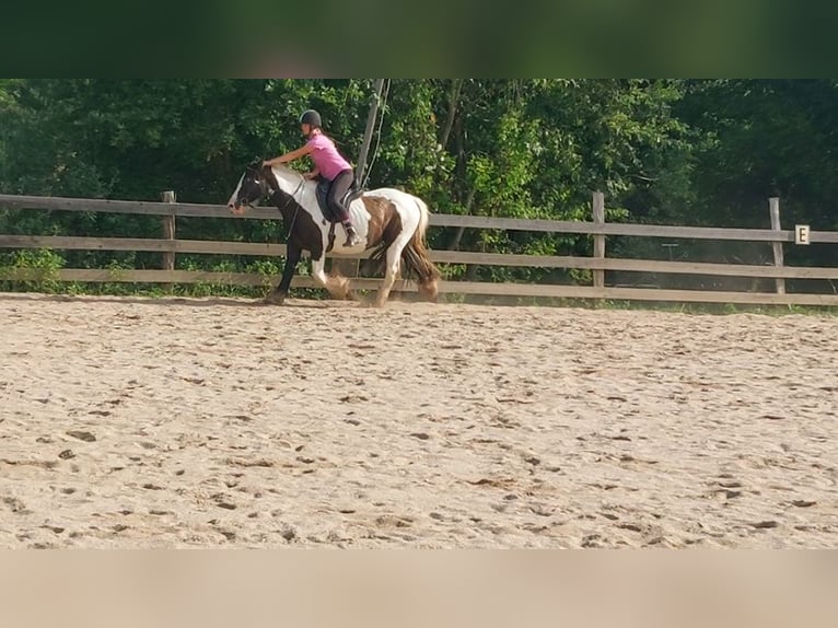 Gypsy Horse Mare 17 years 15,2 hh Pinto in Wlen