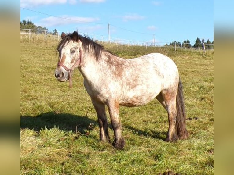 Gypsy Horse Mare 18 years 12,2 hh Leopard-Piebald in Arnbruck