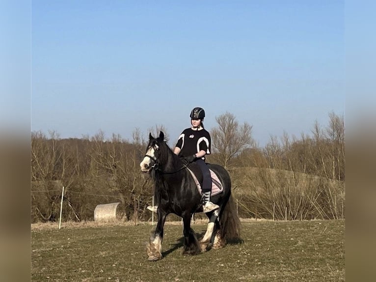 Gypsy Horse Mare 18 years 13.2 hh Roan-Blue in Dassow