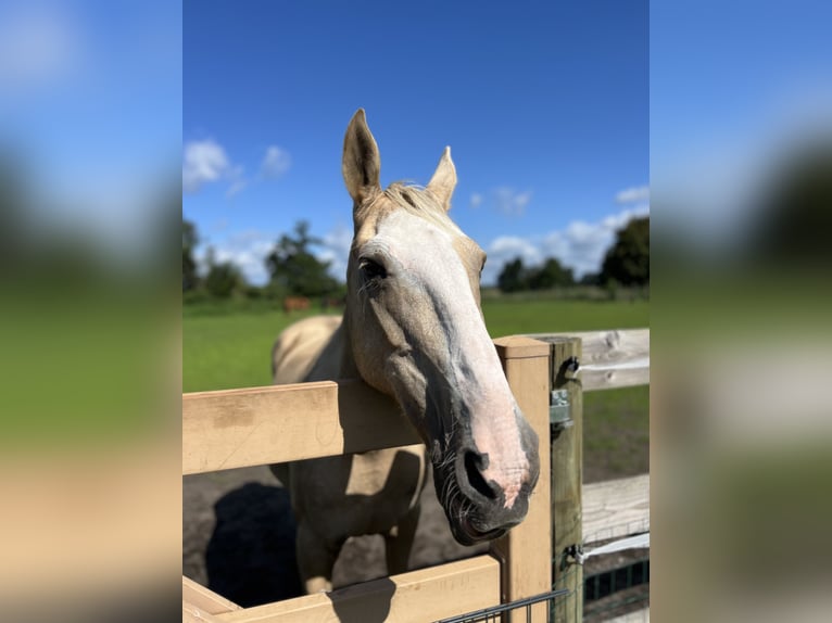 Gypsy Horse Mare 18 years 14,2 hh Palomino in Rehfelde