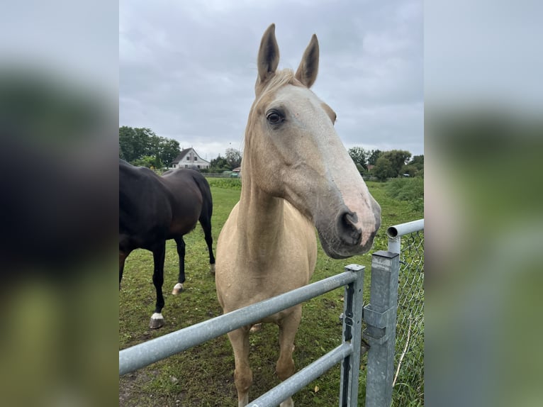 Gypsy Horse Mare 18 years 14,2 hh Palomino in Rehfelde