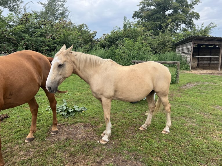 Gypsy Horse Mare 18 years 14,2 hh Palomino in Rehfelde