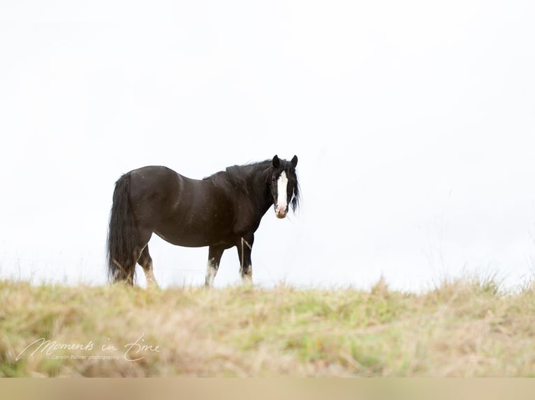 Gypsy Horse Mare 18 years 15.1 hh Black in Pleiskirchen