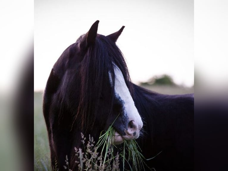 Gypsy Horse Mare 18 years 15.1 hh Black in Pleiskirchen