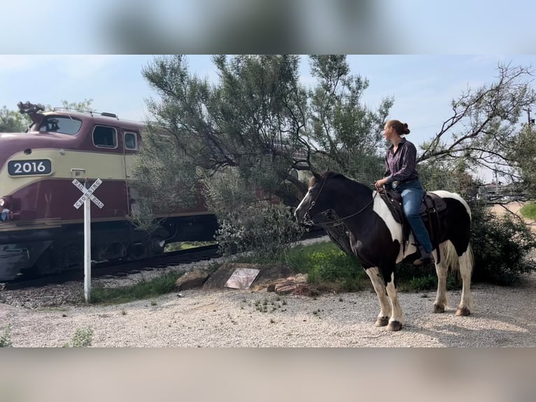 Gypsy Horse Mare 18 years 15,1 hh Tobiano-all-colors in Riverhead NY