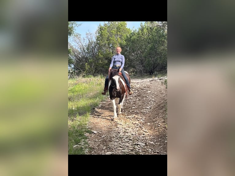 Gypsy Horse Mare 18 years 15,1 hh Tobiano-all-colors in Riverhead NY