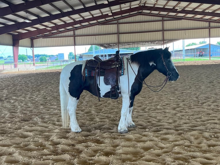 Gypsy Horse Mare 18 years 15,1 hh Tobiano-all-colors in Riverhead NY