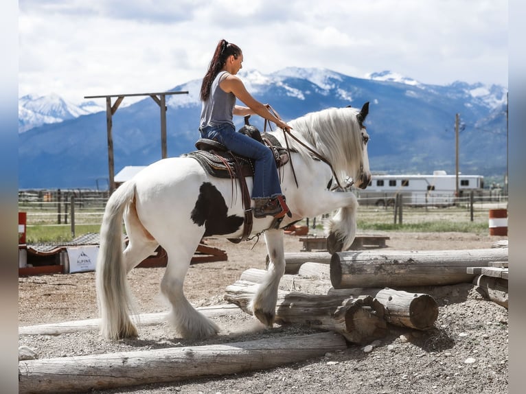 Gypsy Horse Mare 18 years 15,2 hh Pinto in Hamilton