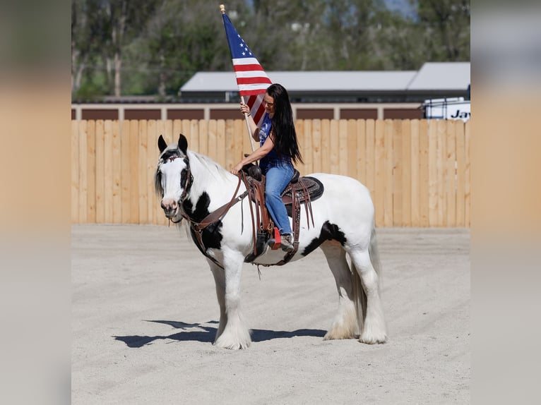 Gypsy Horse Mare 18 years 15,2 hh Pinto in Hamilton