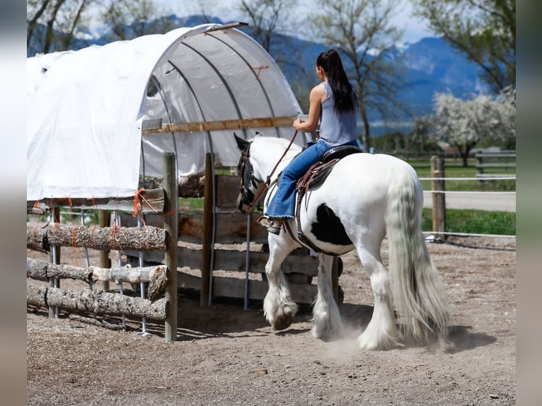 Gypsy Horse Mare 18 years 15,2 hh Pinto in Hamilton