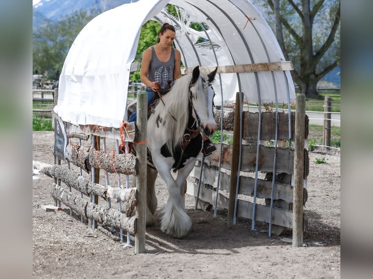 Gypsy Horse Mare 18 years 15,2 hh Pinto in Hamilton