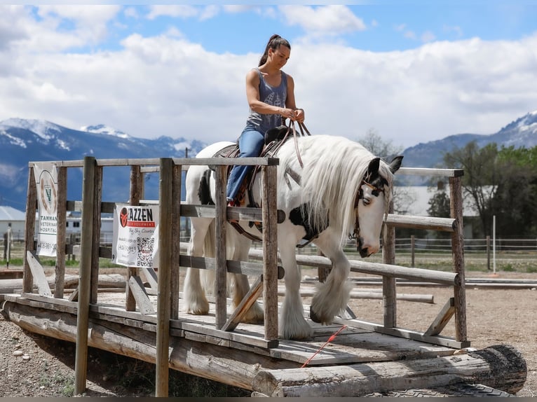 Gypsy Horse Mare 18 years 15,2 hh Pinto in Hamilton