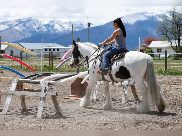 Gypsy Horse Mare 18 years 15,2 hh Pinto in Hamilton