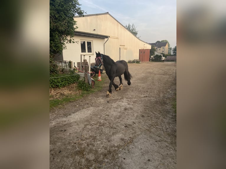 Gypsy Horse Mare 18 years 15 hh Black in Herne