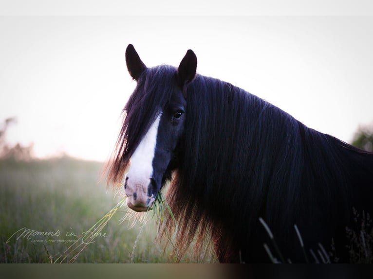 Gypsy Horse Mare 18 years 15,1 hh Black in Pleiskirchen
