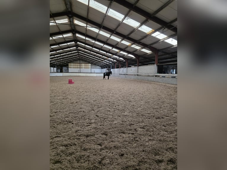 Gypsy Horse Mare 19 years 13,2 hh Black in Brecht