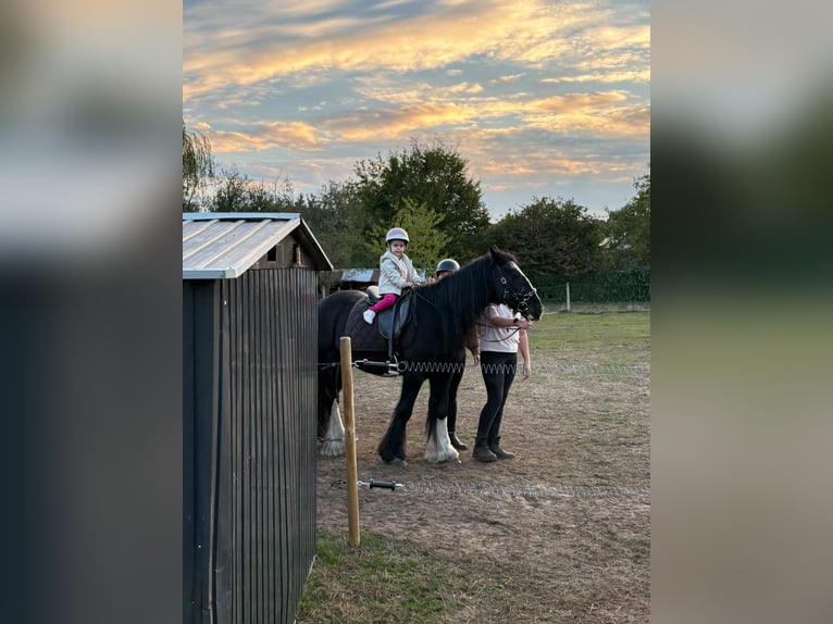 Gypsy Horse Mare 19 years 13,2 hh Black in Brecht