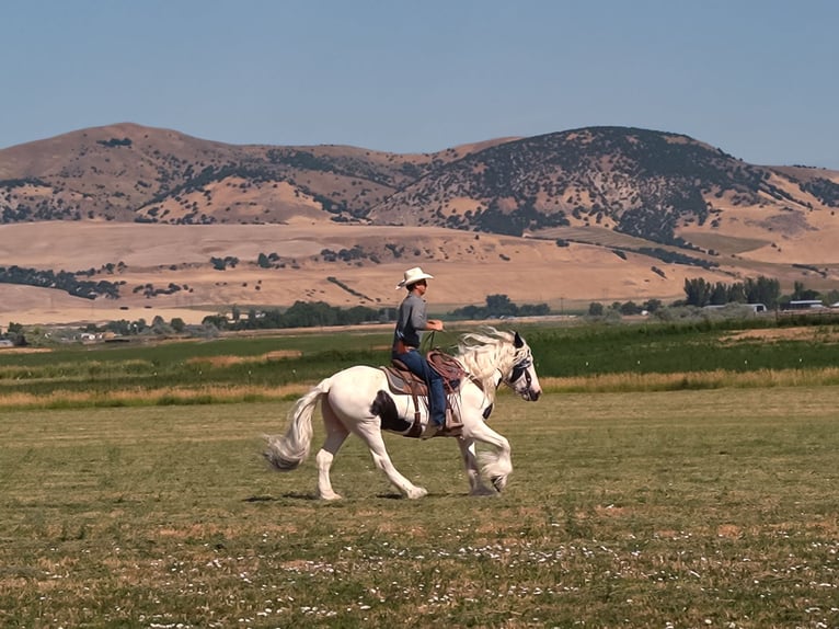 Gypsy Horse Mare 19 years 15,2 hh in Smithfield, UT