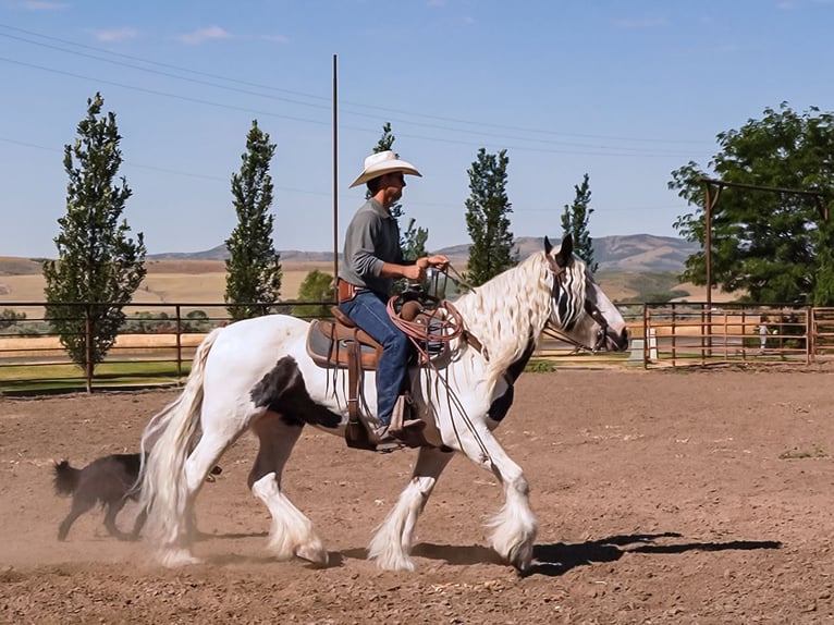 Gypsy Horse Mare 19 years 15,2 hh in Smithfield, UT