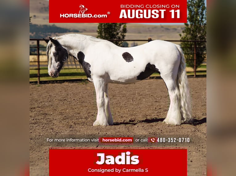 Gypsy Horse Mare 19 years 15,2 hh in Smithfield, UT