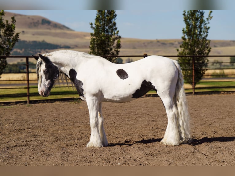Gypsy Horse Mare 19 years 15,2 hh in Smithfield, UT