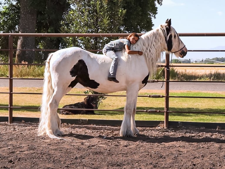 Gypsy Horse Mare 19 years 15,2 hh in Smithfield, UT