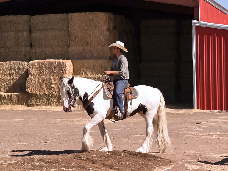 Gypsy Horse Mare 19 years 15,2 hh in Smithfield, UT